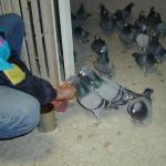 Svein Arne feeds the pigeons
